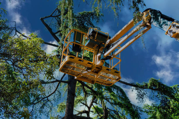 Best Tree Risk Assessment  in Rocklin, CA